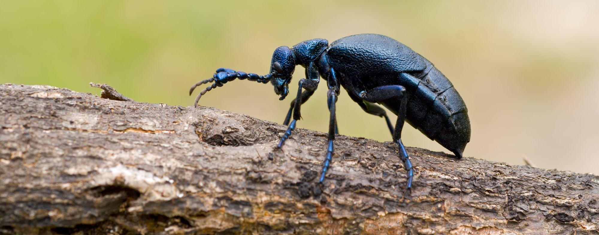 Coleópteros de grandes dimensões
